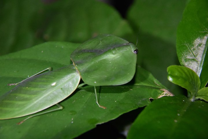 Arenal Volcano Hike-Lava Flow 1968 and Night Tour - Photo 1 of 25